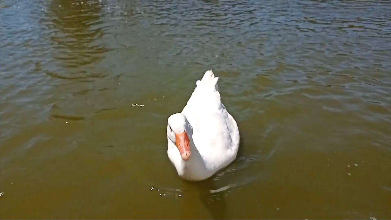 Arjantin İkisi Bir Arada - Park, Alışveriş Merkezi
