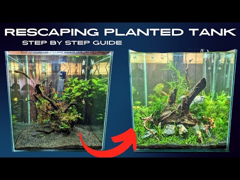 How to safely re-scape a stocked planted aquarium