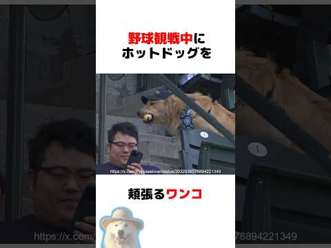 ホットドッグを頬張るワンコ