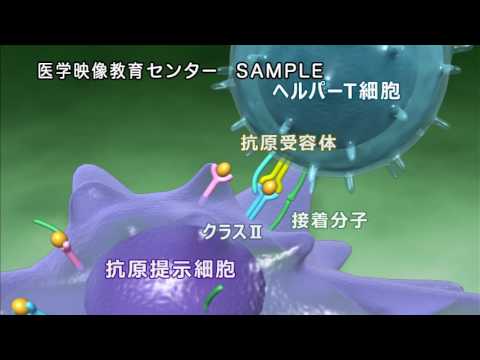 ツルゴモルフ科について詳しく解説