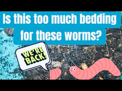 Restarting a worm bin with a LOT of bedding! #vermicompost #vermicomposting
