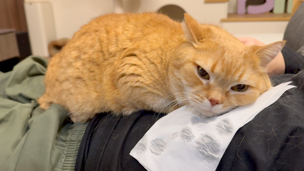 ブロンコビリーなら行けそうな猫