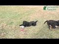 Mixed Breed dogs for sale: Alice - Video 1