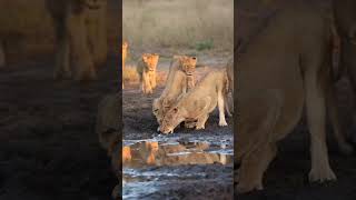 Leão o falso rei da savana