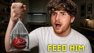 FEED THE FISH.. (Full Game)
