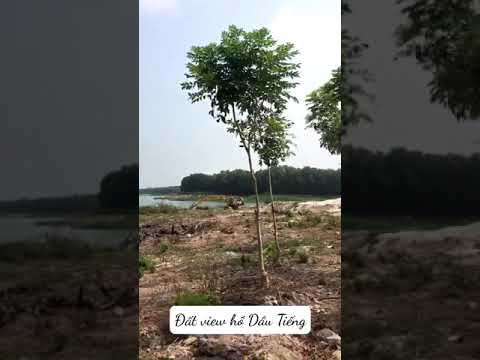 Lô Đất view Hồ Hơn 1000m2 Cực Đẹp Tại Xã Minh Hòa,Huyện Dầu Tiếng,Tỉnh BìnhDươg