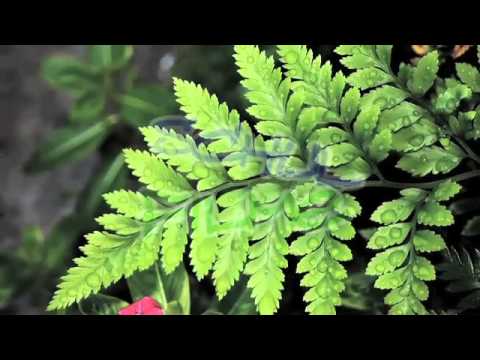 Film Biologie: EINFLUSS DER WASSERVERHÄLTNISSE AUF BAU DER PFLANZEN / Ökologie - Ökofaktoren