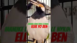 Download lagu [asmr] Jalak Suren Gacor Terapi Jalak Suren Macet, Jalak Suren Muda Agar Cepat Gacor #shorts #asmr mp3