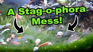 Get Rid of Cladophora and Staghorn Algae the EASY WAY.