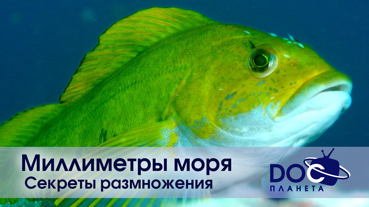 Миллиметры моря - Часть 2.Секреты размножения - Документальный фильм