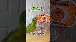 Great Green Macaw Loves to Play Basketball!