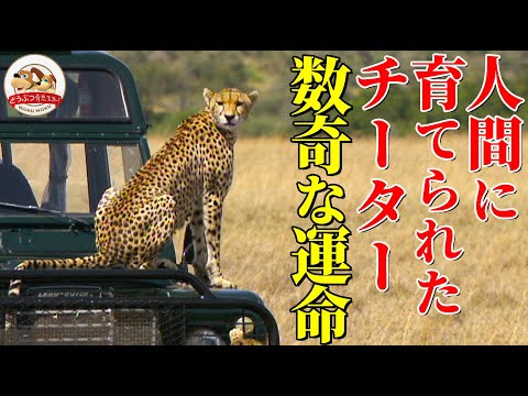チーターに関する好奇心