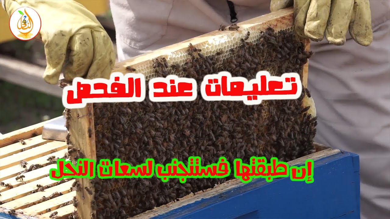 تعليمات إن طبقتها ستتجنب لسعات النحل