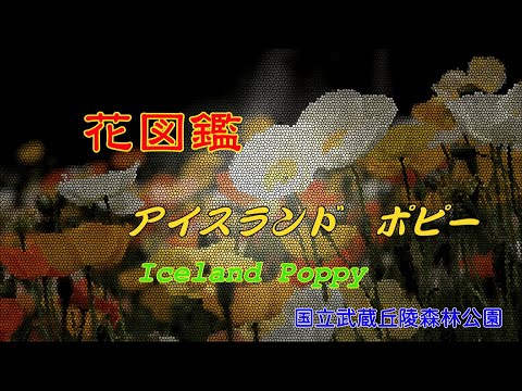 アイスランドポピー 植物