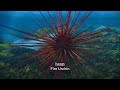 Surf S Up But Only The Fire Urchin Scene