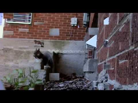 W B DA B VIDEO - Presents Chip vs.Sqizzy  Trap or die series!