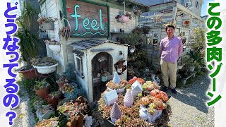 [Garden Shop Feel] We asked them to explain the display of the huge number of succulents that we ...