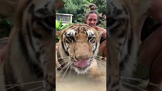 Chillin' With Ishta the Standard Bengal Tiger