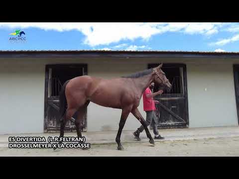 Seletivas CIDADE JARDIM da Copa: ÉS DIVERTIDA