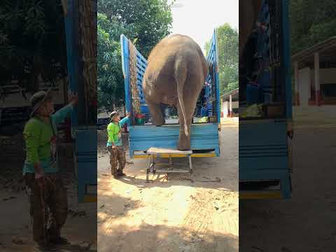 This Man Tried To Get This Elephant Down 😱
