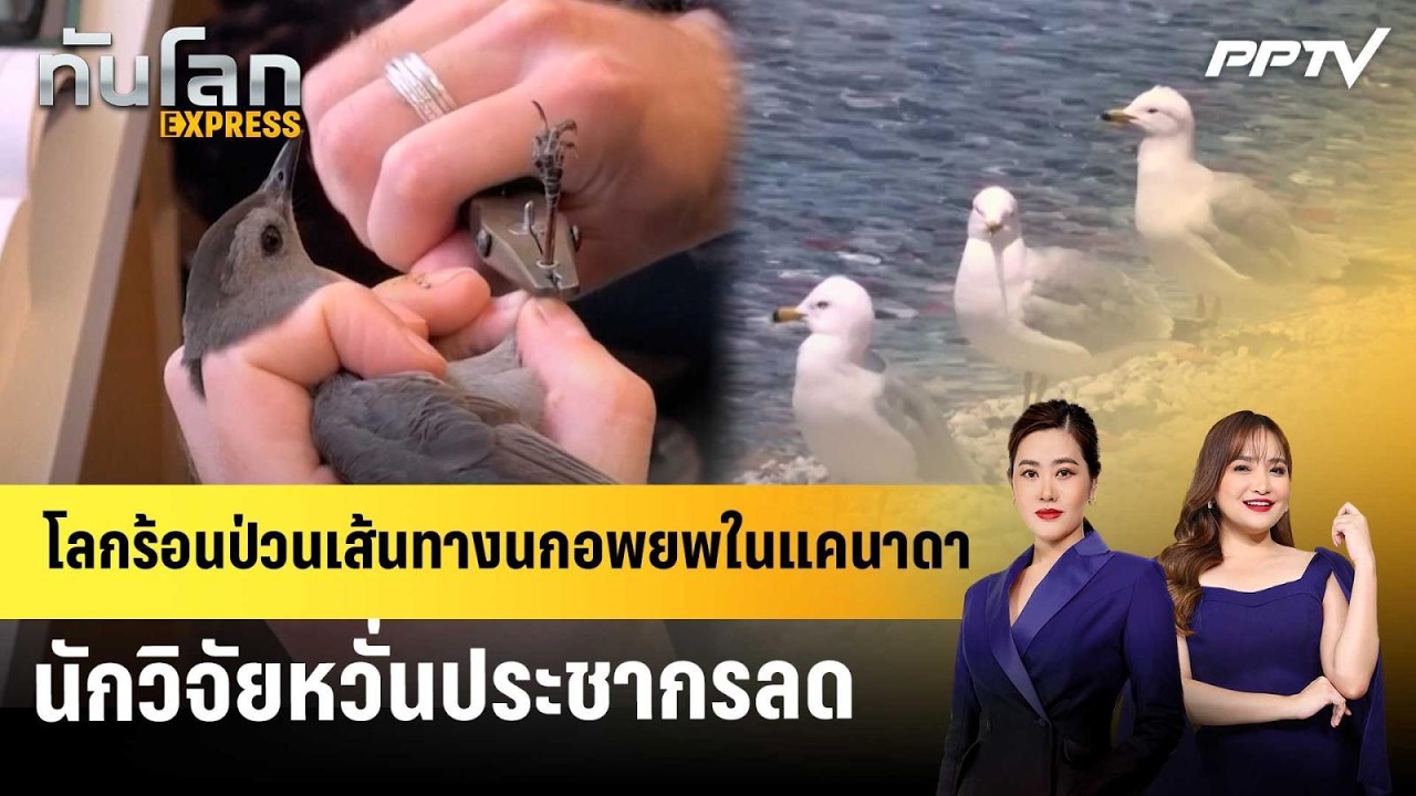 โลกร้อนป่วนเส้นทางนกอพยพในแคนาดา นักวิจัยหวั่นป?