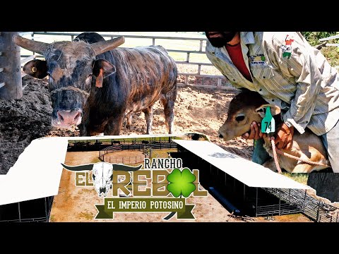 CRIADERO DE TOROS DE RANCHO EL TREBOL EN ARKANSAS ESTADO UNIDOS