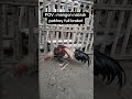Kalau Anda Pilih Ayam Pukul Badan Badan Atau Kepala Kepala Ayambangkok Ayam Ayambangkokindonesia