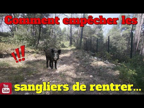 Comment empĂȘcher les sangliers de rentrer !! đ€