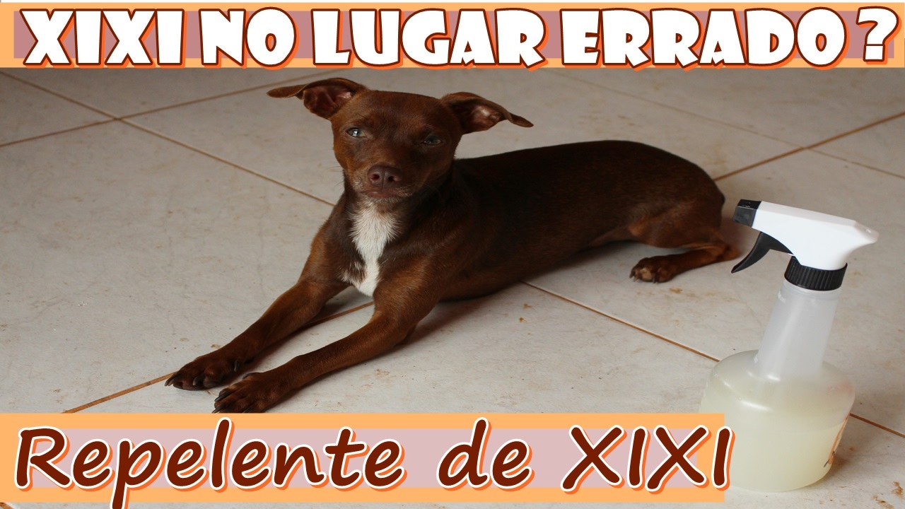 Seu cachorro faz xixi em lugares impróprios marcando território? Como ACABAR de vez com isso!