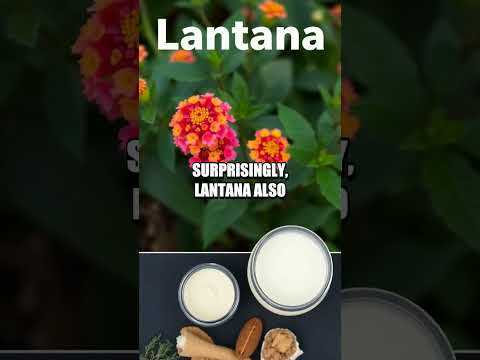 Survival Secrets of the Mysterious Lantana Plant