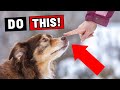 If Your Dog Allows This They Have Imprinted On You