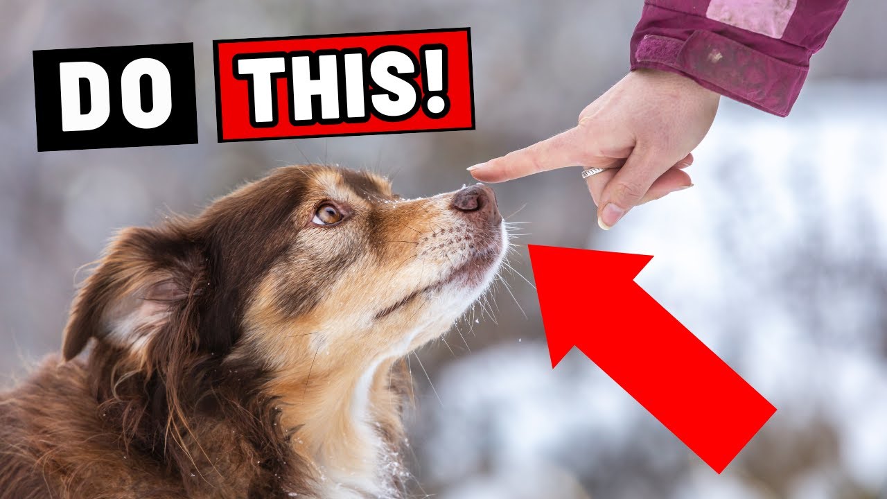 If Your Dog Allows This, They Have Imprinted on You
