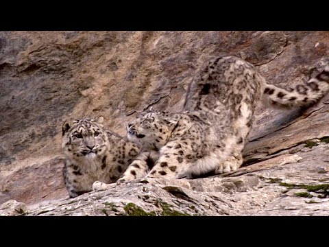 Snow Leopard Cub Learns From Its Mother | Snow Leopard: Beyond the Myth | BBC Earth