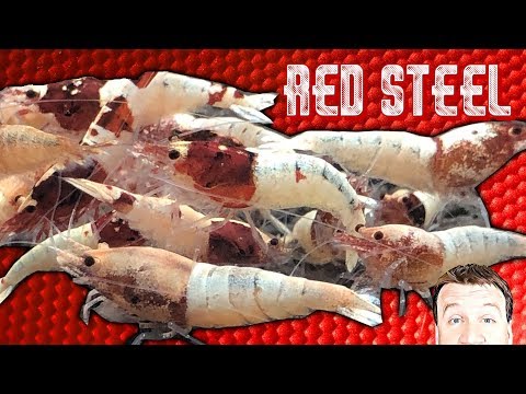 download lagu mp3 mp4 Red Steel Shrimp, download lagu Red Steel Shrimp gratis, unduh video klip Red Steel Shrimp