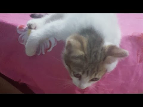 Maria Victoria saved the stray cat life (Rona)