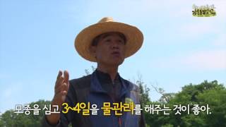7강실습 고구마 옥수수 정식