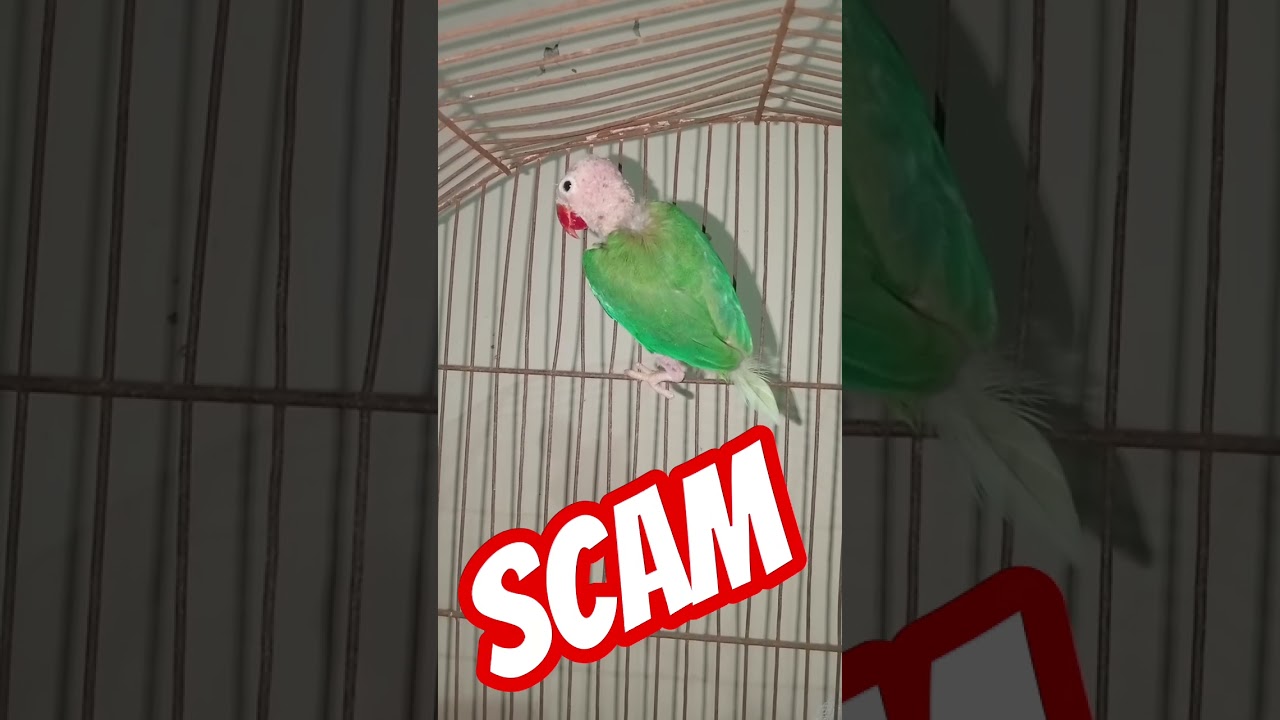 Birds Scam😡#shorts#explore  #birds#youtubeshorts