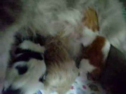 MATERNIDADE CATS KONRAD