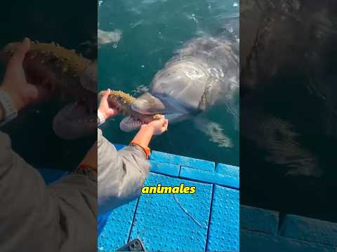 A man saved a dolphin, and a surprise was waiting for him 🐬#animals #fyp#foryou