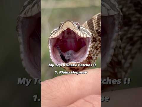 VAMPIRE SNAKE?!! #snakes #animals #herping