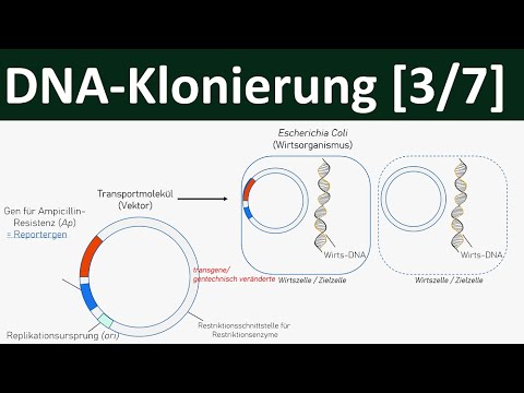 Klonierung / DNA-Klonierung [Gentechnik, 3/7]