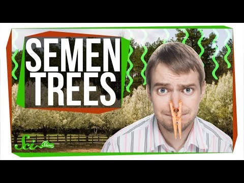 Why Do We Keep Planting Trees That Smell Like Semen?