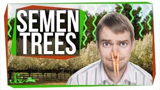 Why Do We Keep Planting Trees That Smell Like Semen?