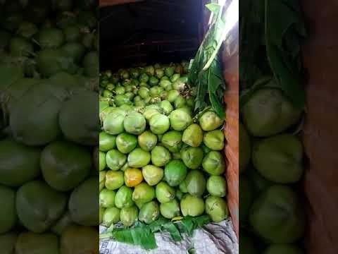 A Grade Whole Green Young Coconut, Packaging Size: Truck loading, Coconut Size: Large