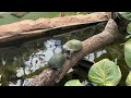 My Visit To Turtupole France Tortoise Village Carnoules