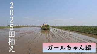 【奮闘！】2025田植え〜ガールちゃん編【盈科】