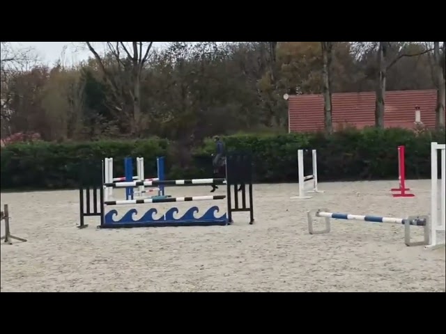 Hongre SF de 4 ans par Unaniem x Master Van de Helle