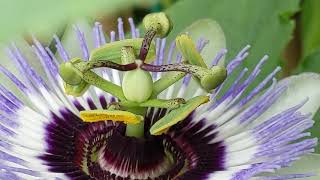 不要再把Passion Flower当作是百香果花了