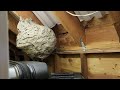 Gigantic Yellow Jackets Nest Found in the Shed in Millstone, NJ