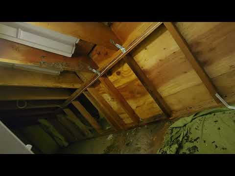 Gigantic Yellow Jackets Nest Found in the Shed in Millstone, NJ
